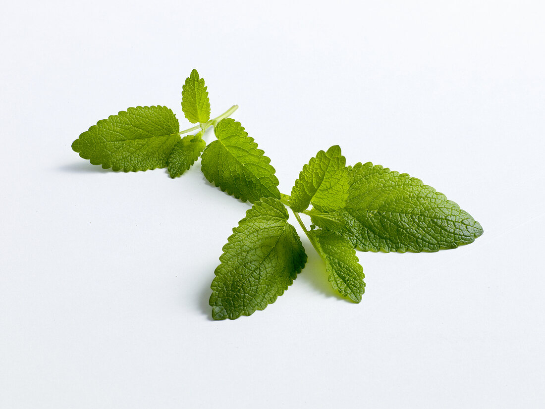 Green fresh twig of lemon plant on white background