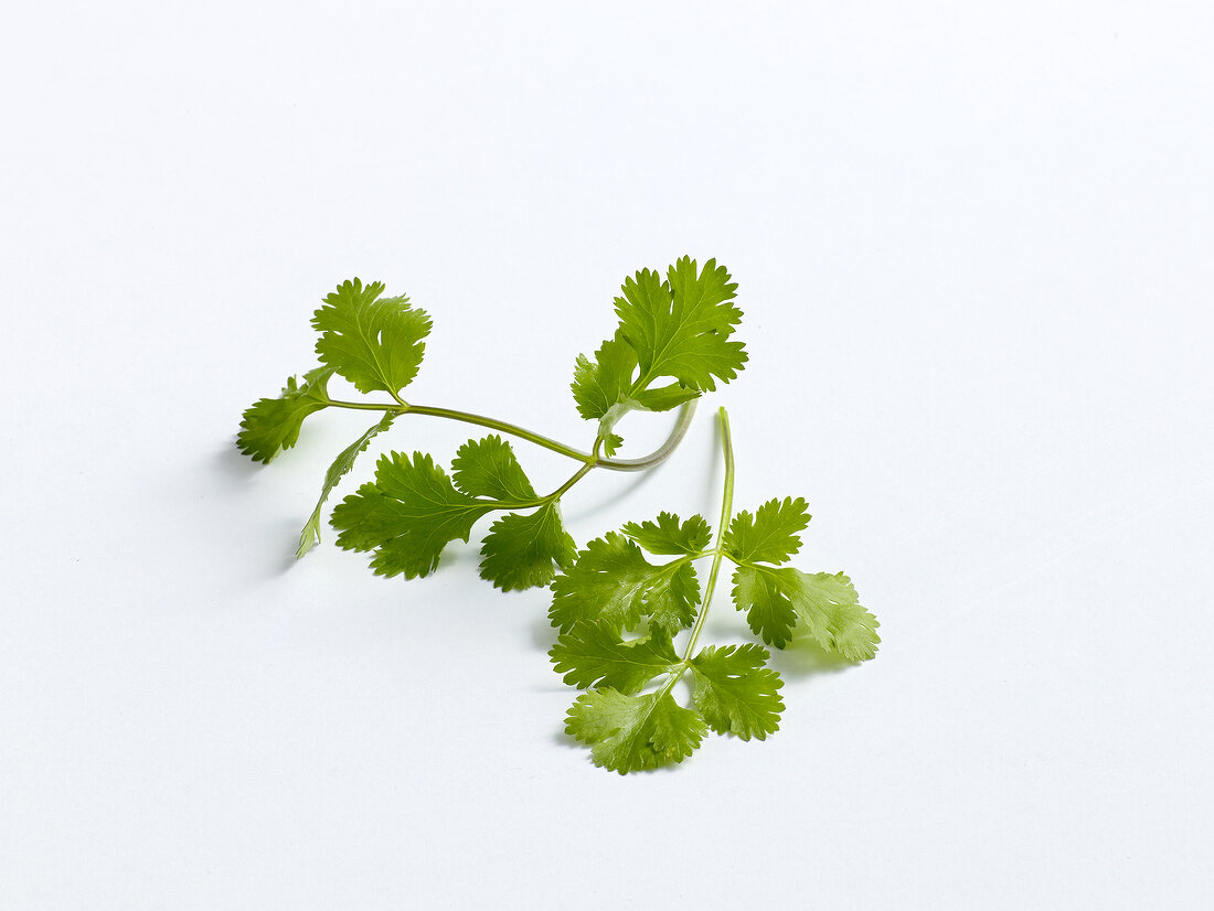 Green fresh coriander leaves on white background