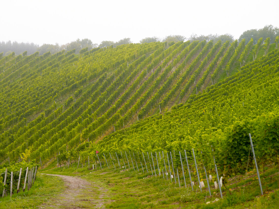 Weinberge im Weinanbaugebiet Nahe X 