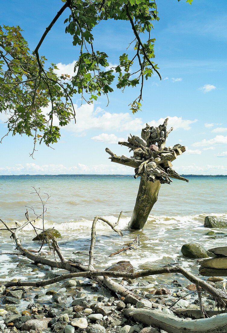 Ostseeküste: Brodtener Ufer, Steine, umgeknickte Bäume, Meerblick