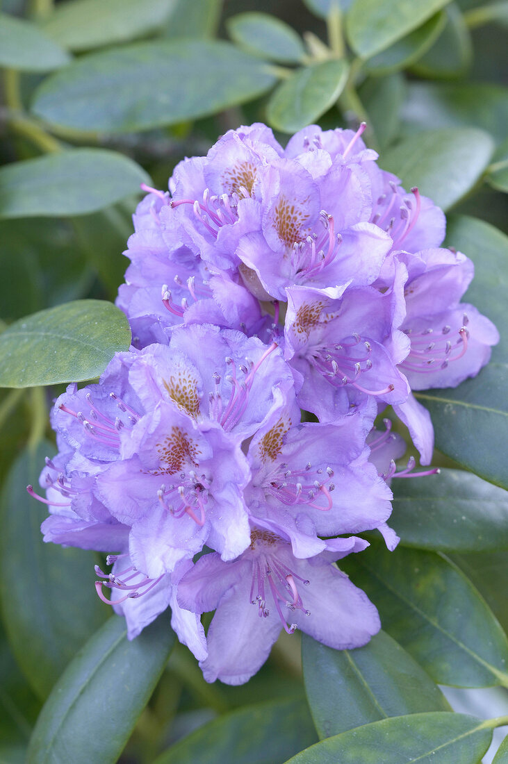 lila Rhododendronblüte 