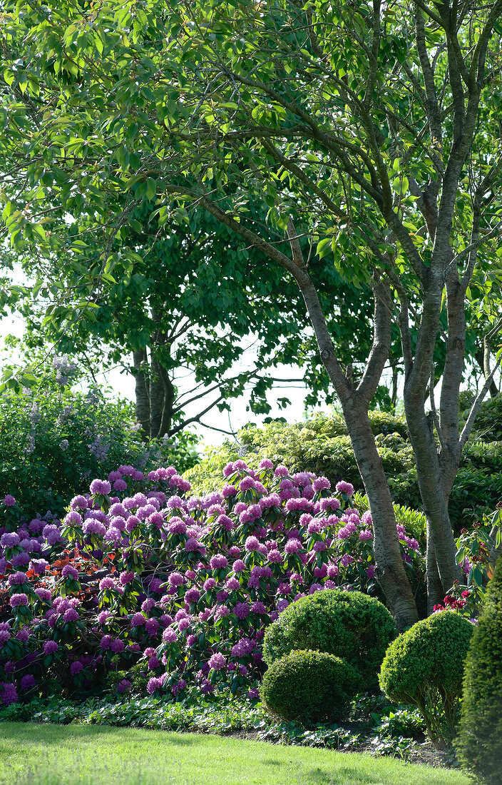 Rhododendron catawbiense and tree in garden
