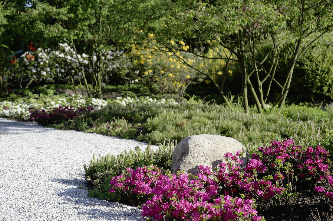 Kiesweg, großer Stein, Bergkiefern, japanische Azaleen, Rhododendron