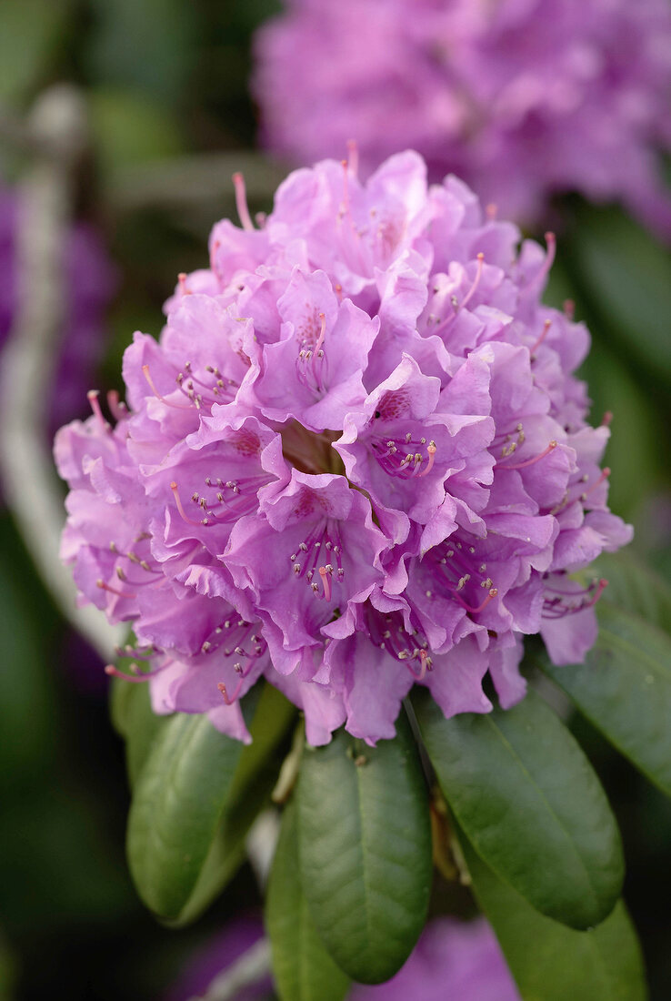 Close-up of rhododendron roseum elegans