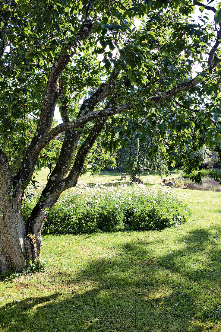 Plum trees in garden at Baltic sea coast, Germany