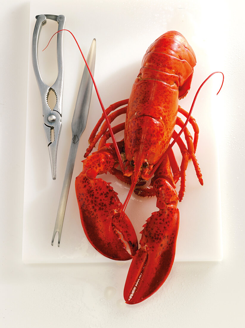 Close-up of lobster with tong and fork on white background