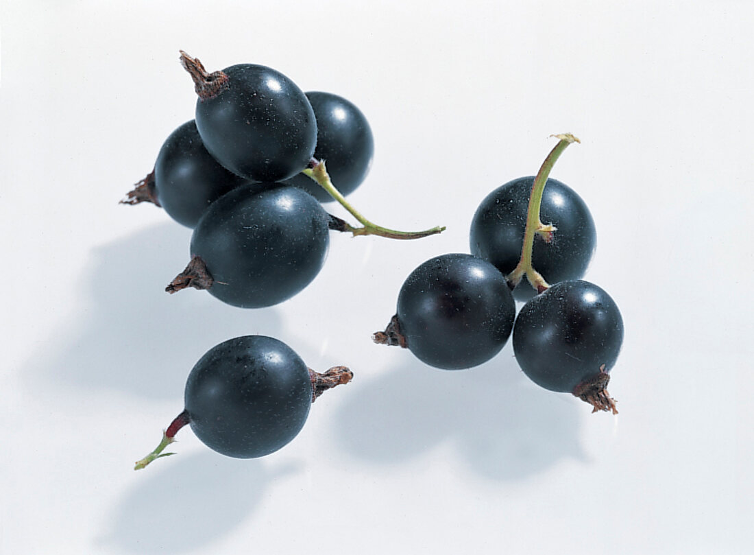 Close-up of jostabeere on white background