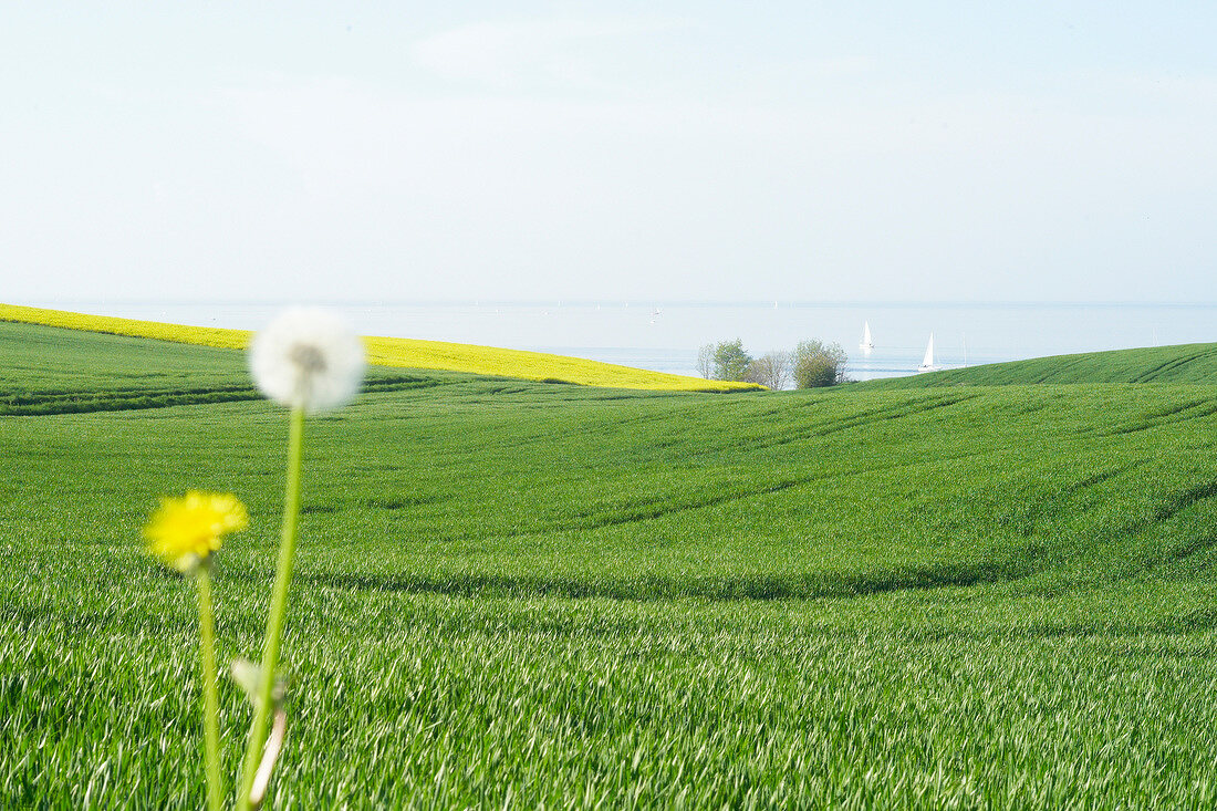 View of canola field in Danish-Nienhof village near Baltic Sea Coast
