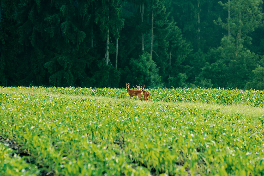 Deer grazing in green landscape