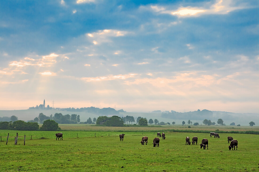 Pinzgauer cattle grazing in pasture at Bruck, Germany