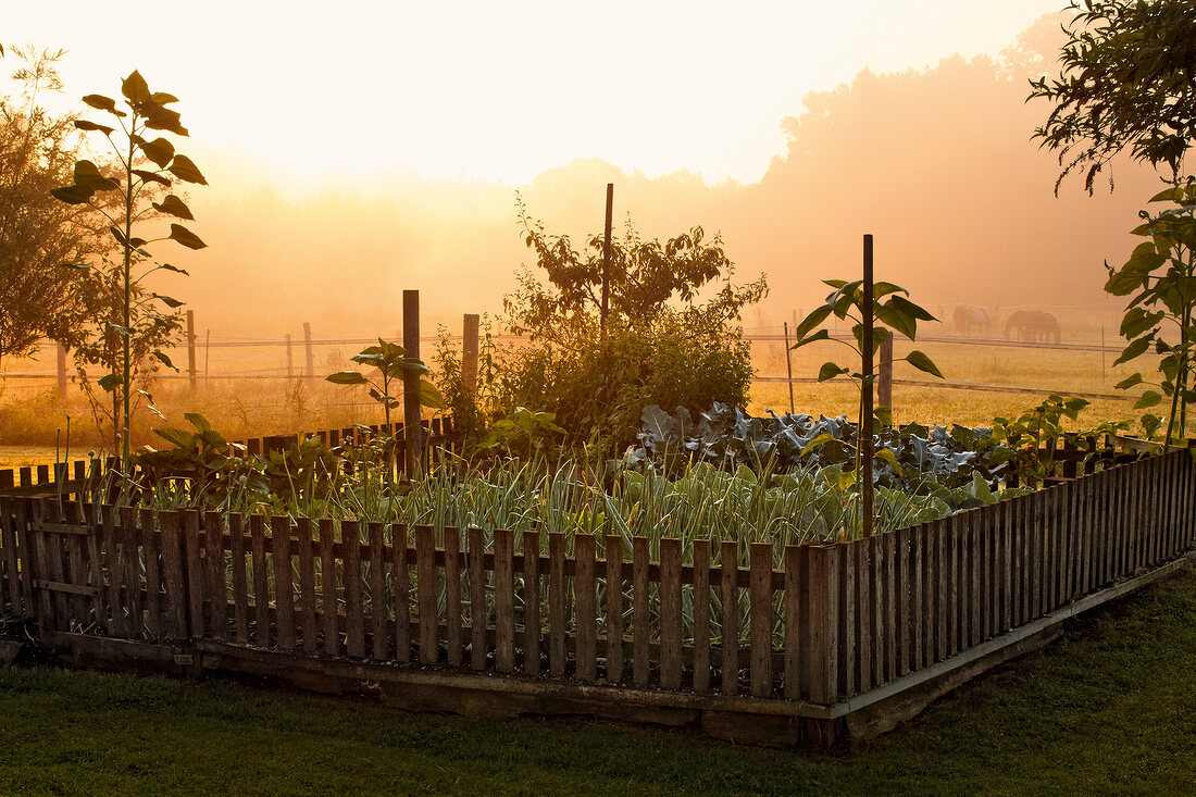View of vegetable patch at sunrise