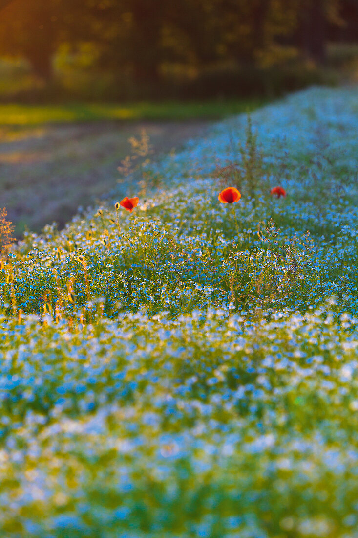 Himmel auf Erden, Feld mit Kornblumen