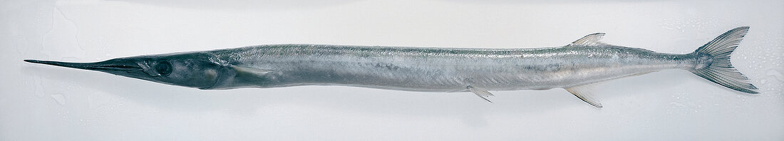 Close-up of gar fish on white background