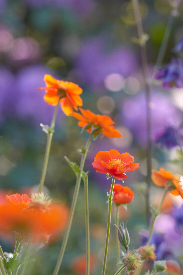 orangefarbene Wiesenblumen, im Hintergrund violetter Klee