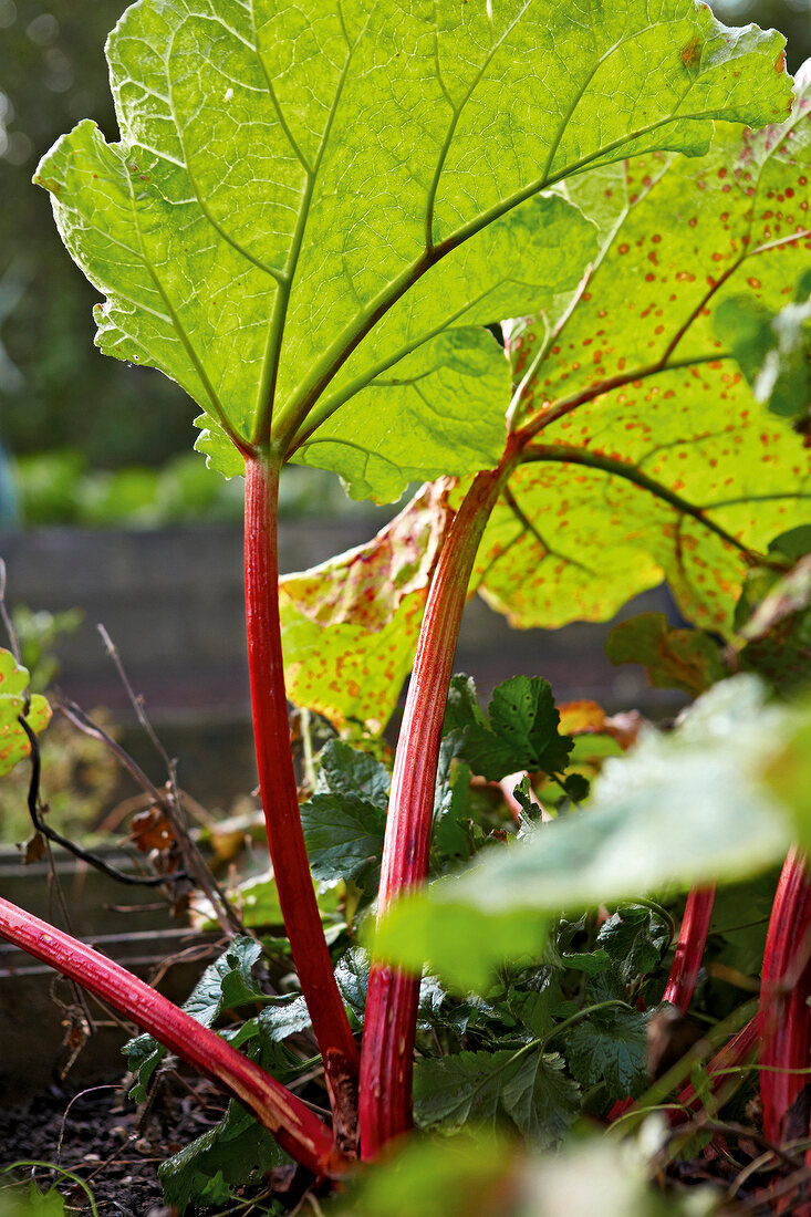 Gartenküche, Rhabarber