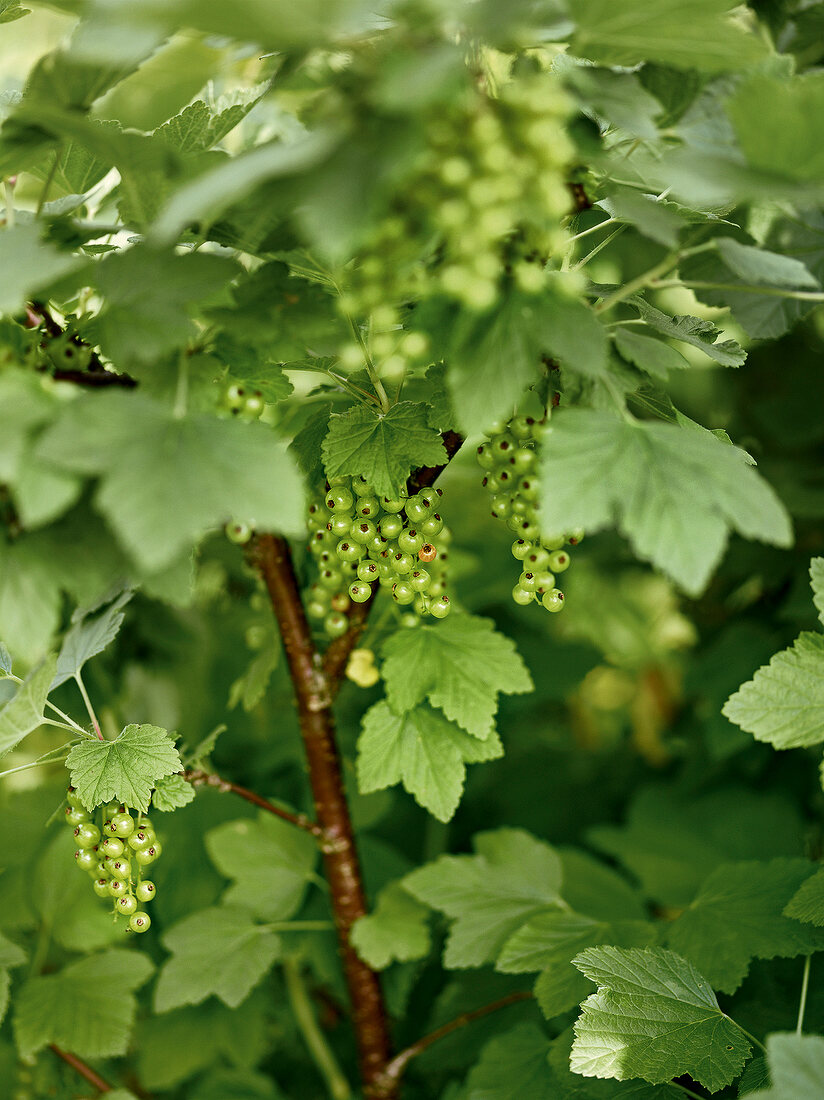 Gartenküche, Unreife Johannisbeeren am Strauch