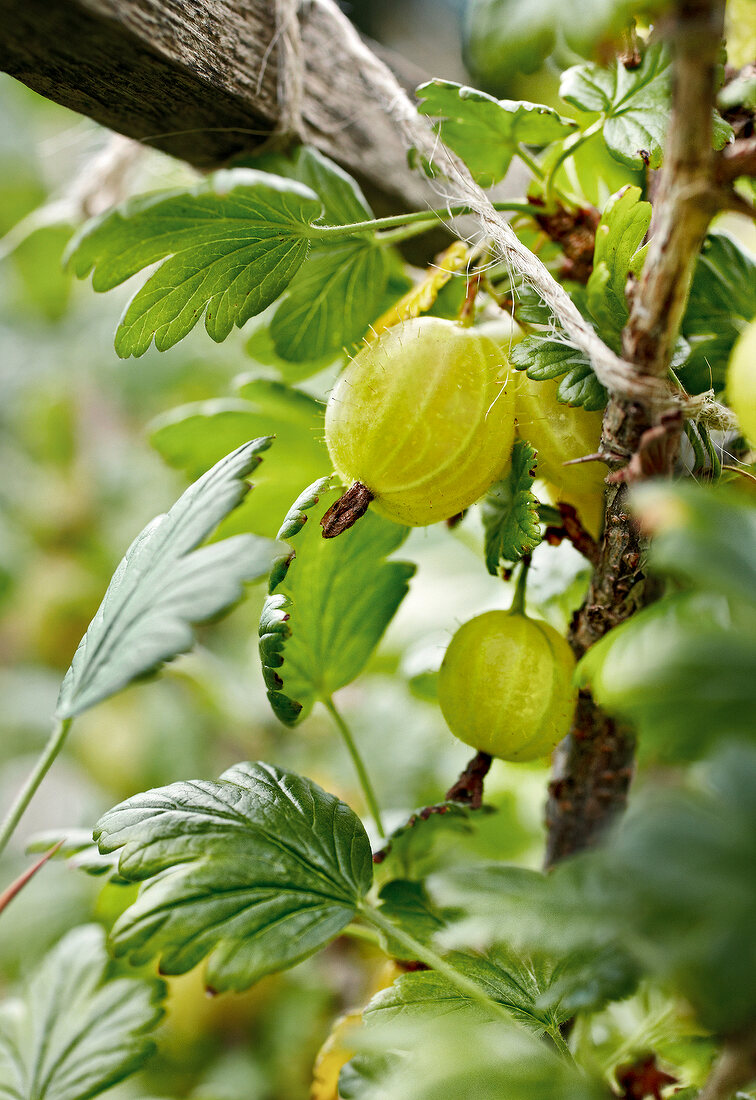 Gartenküche, Stachelbeeren am Strauch