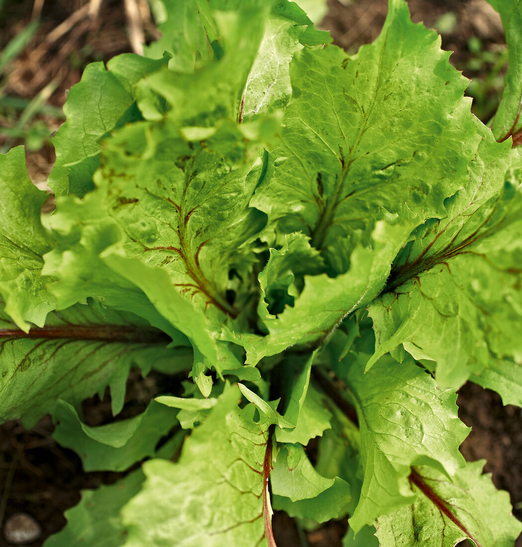 Gartenküche, Pflücksalat