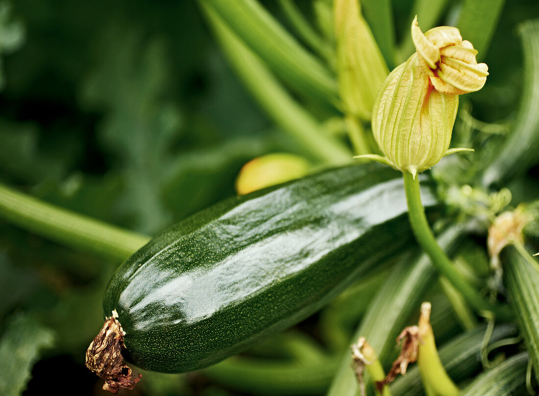 Gartenküche, Zucchiniplanze mit Früchten und Blüten