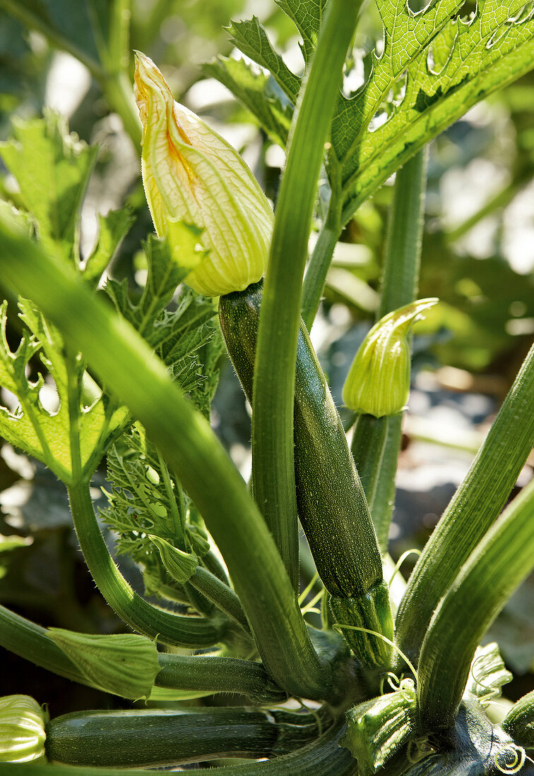 Gartenküche, Zucchiniplanze mit Früchten und Blüten