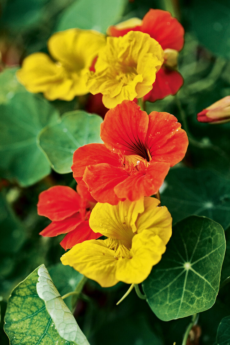 Gartenküche, Kapuzinerkresse mit gelben und roten Blüten