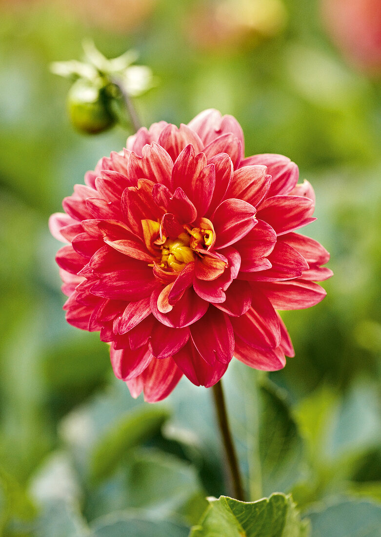 Garden kitchen, red dahlia