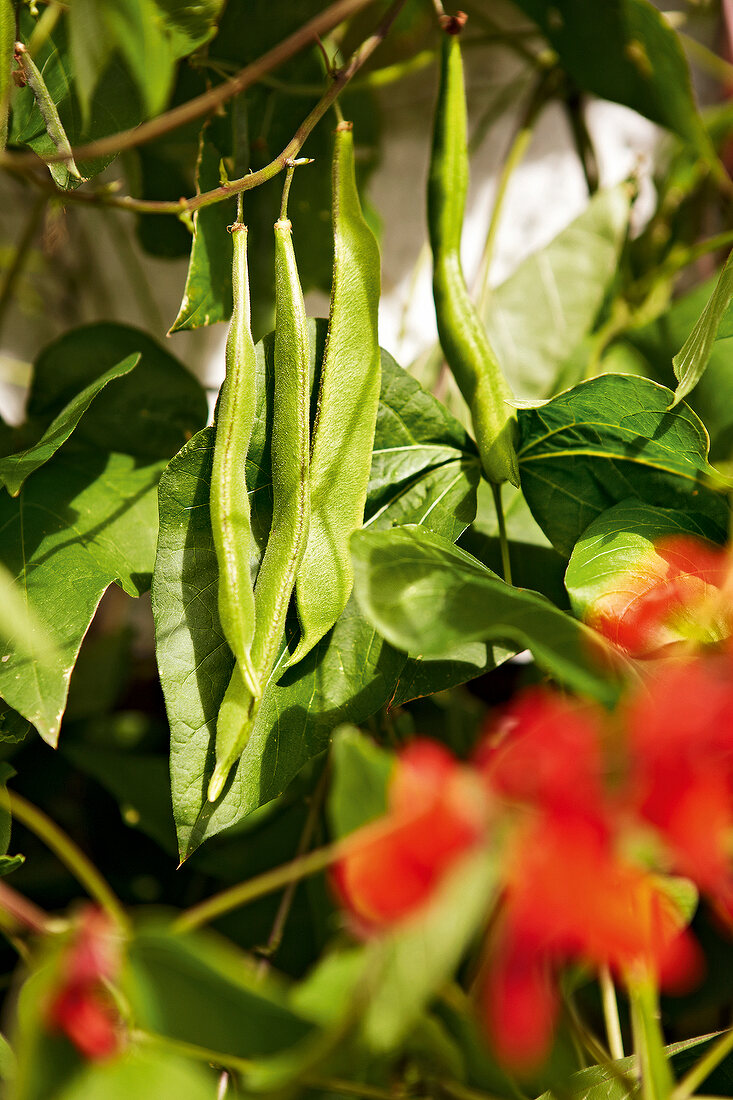 Gartenküche, Feuerbohnen