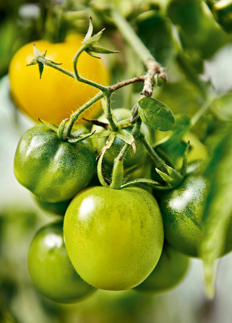 Gartenküche, Green Zebra Tomaten am Strauch