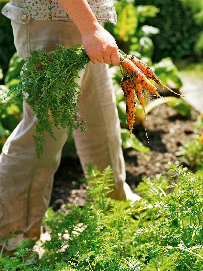 Woman holding fresh carrots in garden