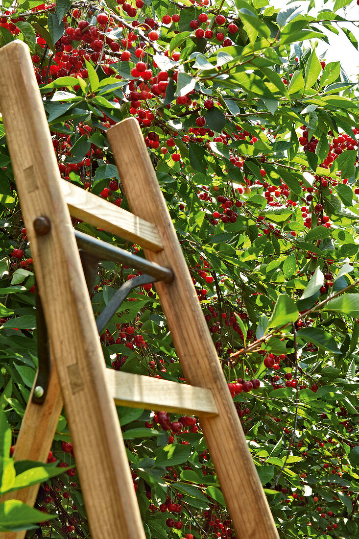 Gartenküche, Eine Leiter ragt in einen Kirschbaum