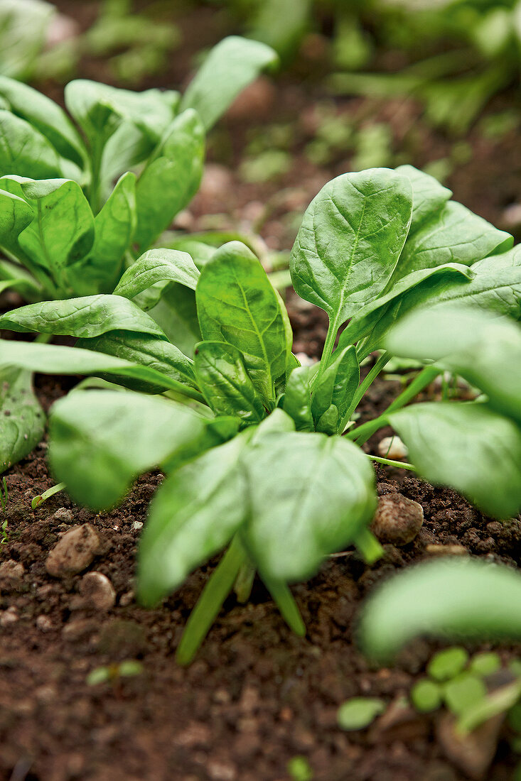 Gartenküche, Spinatpflanzen