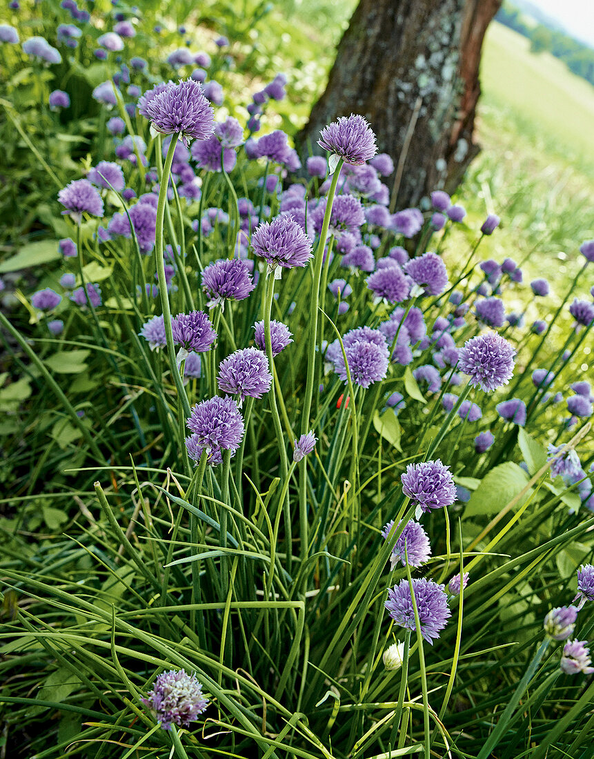 Gartenküche, Blühender Schnittlauch