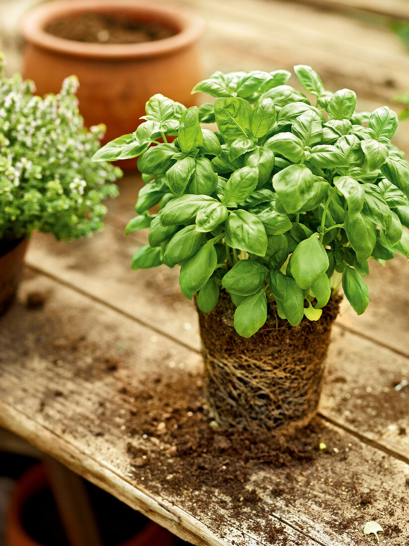 Potted basil plant on wooden table