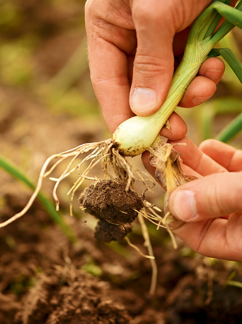 Gartenküche, Lauchzwiebel mit Erde, wird in der Hand gehalten