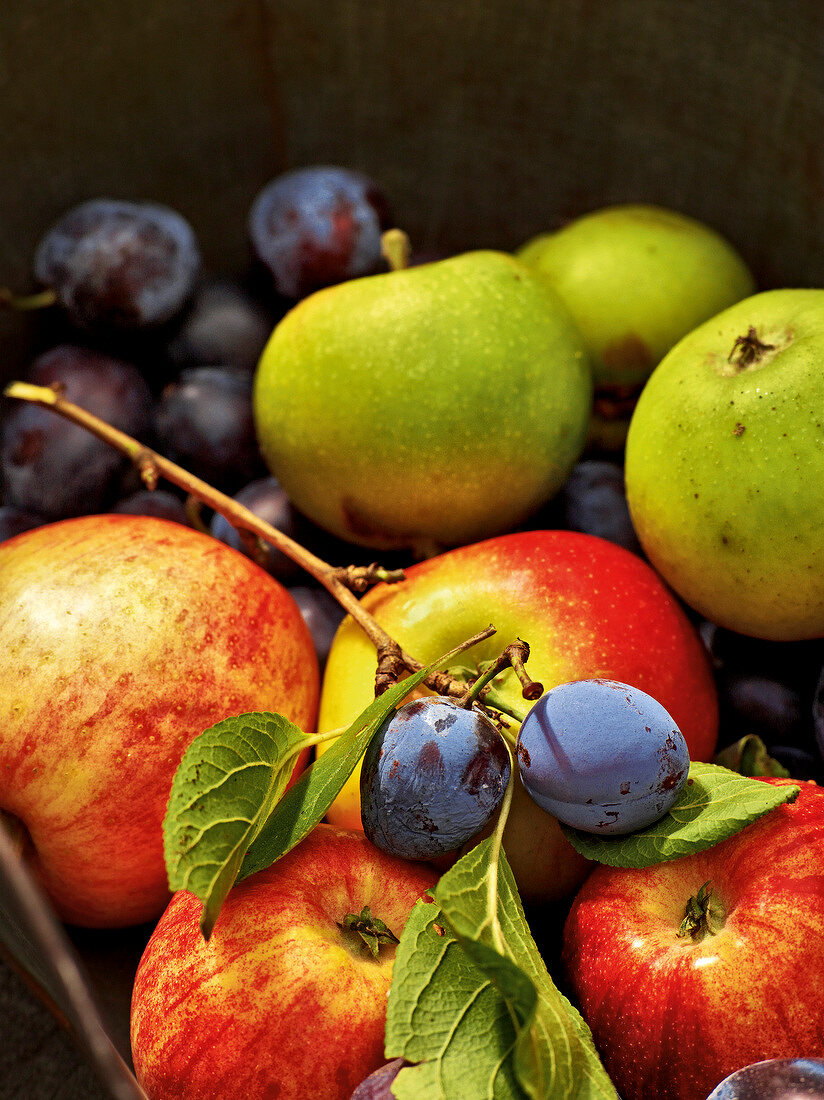 Close-up of apples and plums, garden kitchen
