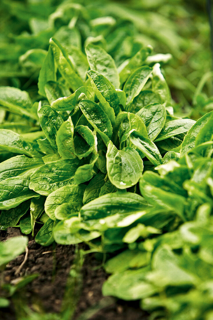 Gartenküche, Feldsalat