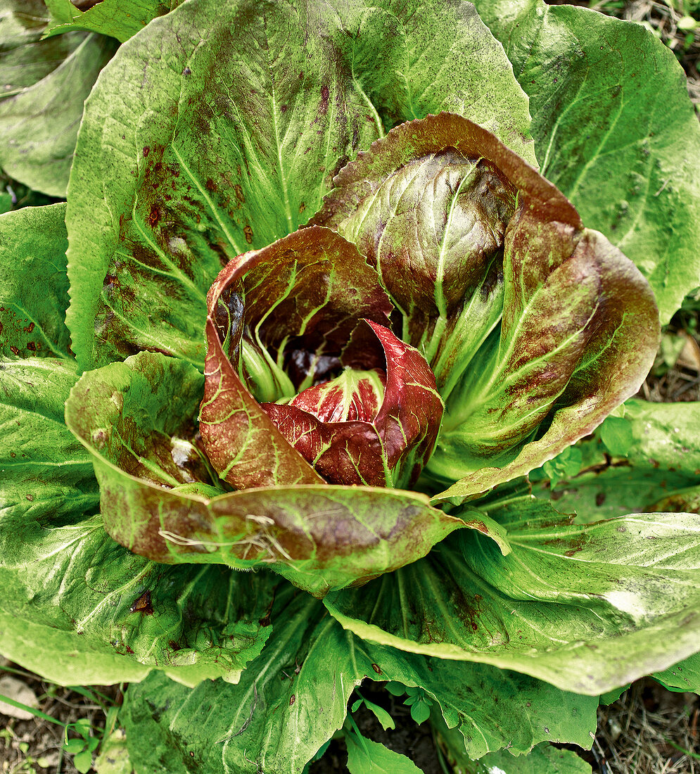 Gartenküche, Salatkopf