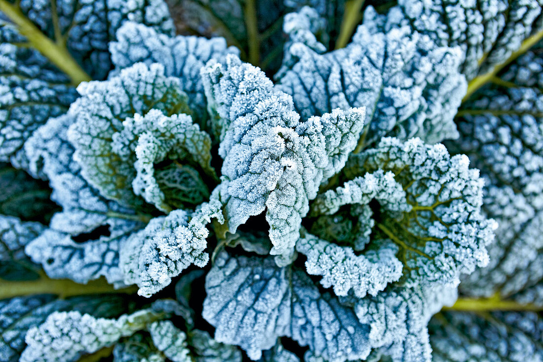 Gartenküche, Kopfkohl, Frost