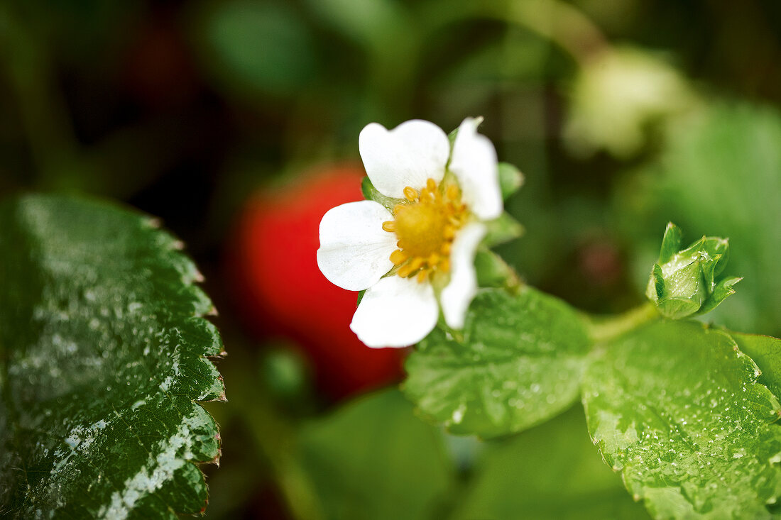 Close-up of strawberry flower in garden