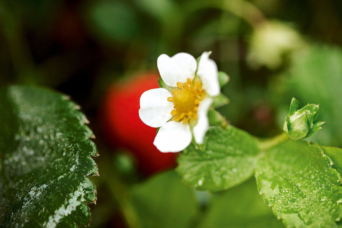 Gartenküche, Erdbeerblüten