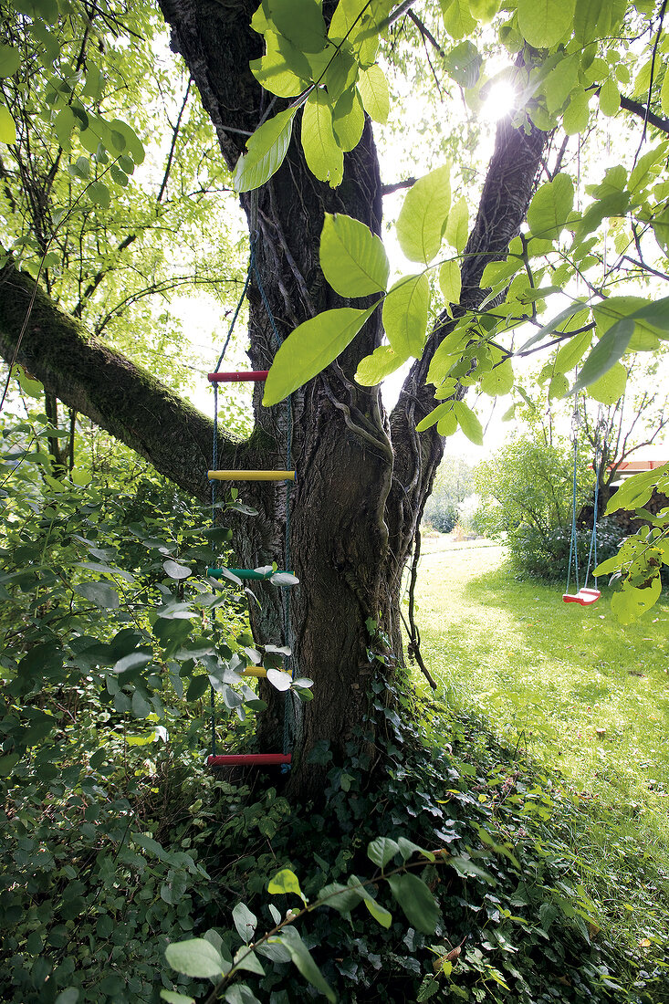 Rope ladder on tree at park