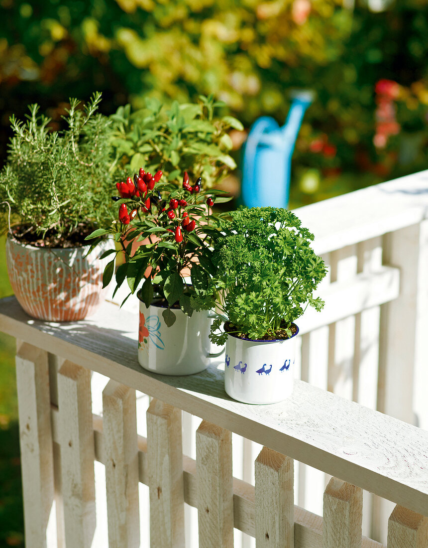 Gartenküche, Kräutertöpfe auf einer Balustrade