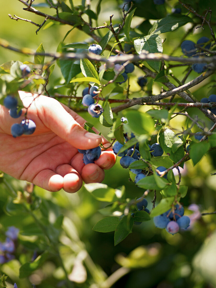 Gartenküche, Heidelbeeren werden vom Strauch gepflückt