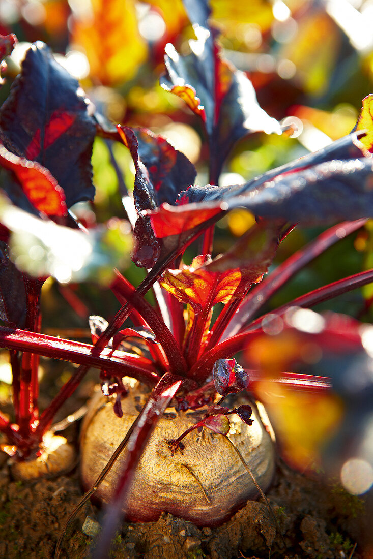 Gartenküche, Rote Bete