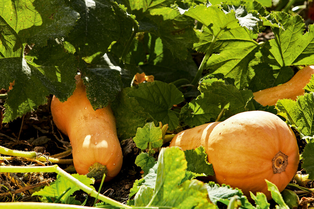 Gartenküche, Butternut Kürbisse im Beet