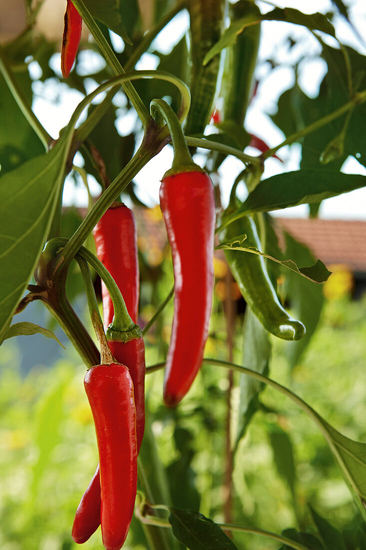 Gartenküche, Rote und güne Chilischoten am Strauch