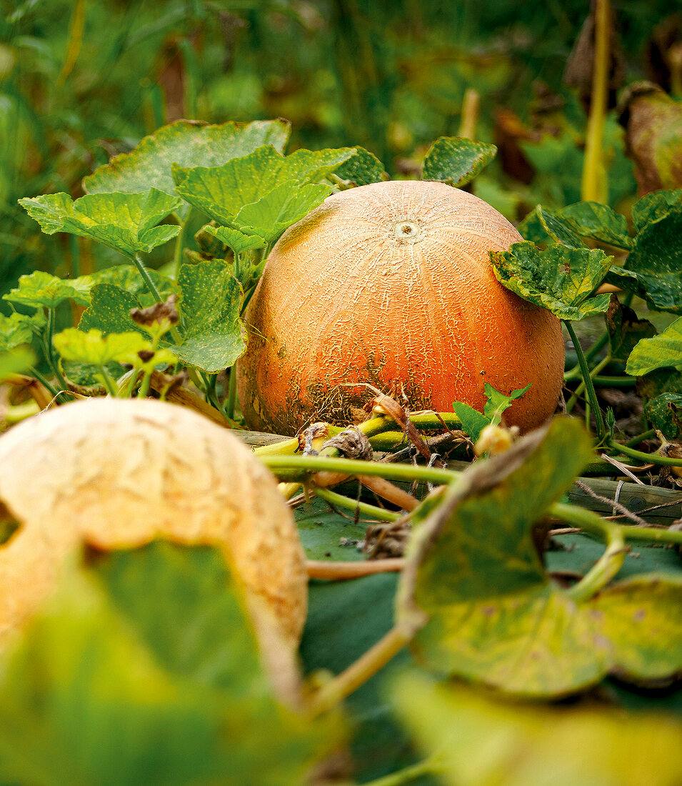 Gartenküche, Kürbisse im Beet