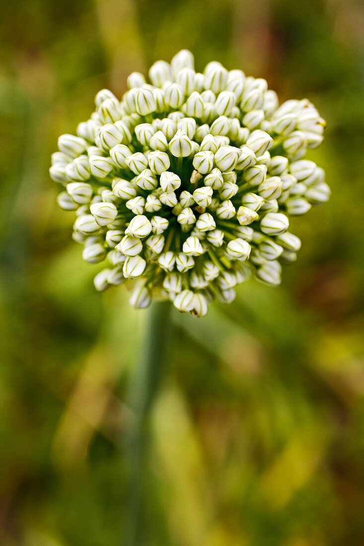 Gartenküche, Knoblauchblüte