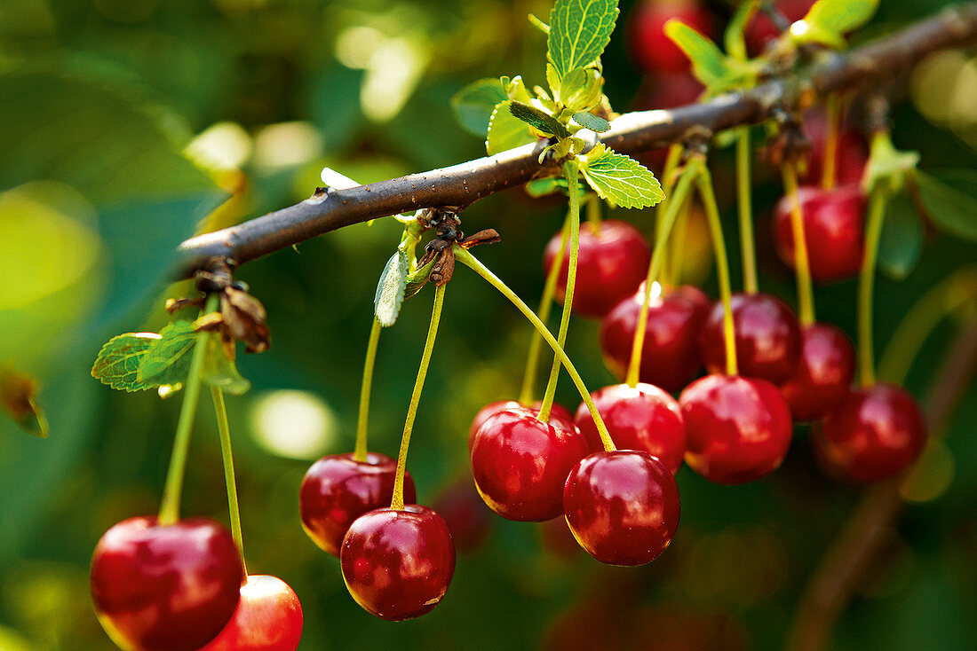 Gartenküche, Kirschen am Kirschbaum