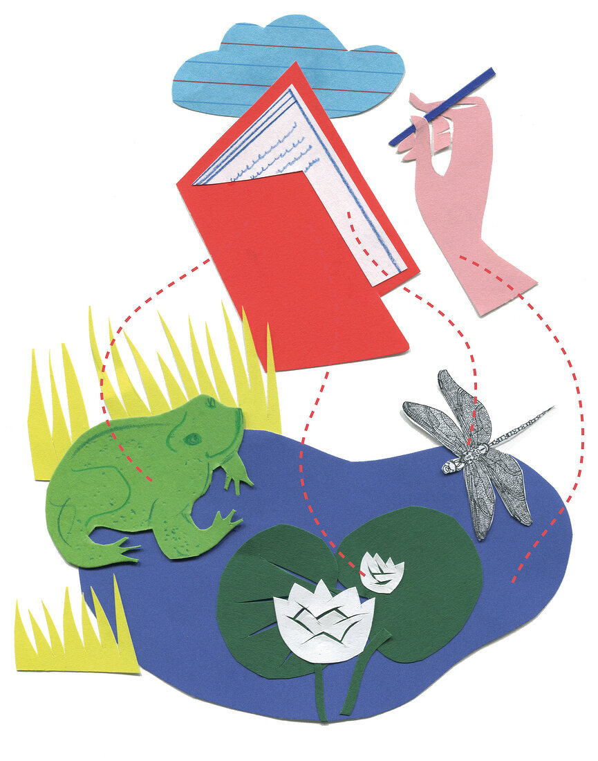 Sommer-Moment, See mit Frosch und Libelle, Seerose, Buch, Illustration